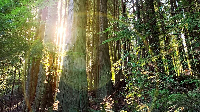 Dichter Wald, durch dessen Baumkronen Sonnenstrahlen hindurchscheinen