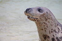 Nahaufnahme: Der Kopf einer Robbe von der Seite fotografiert