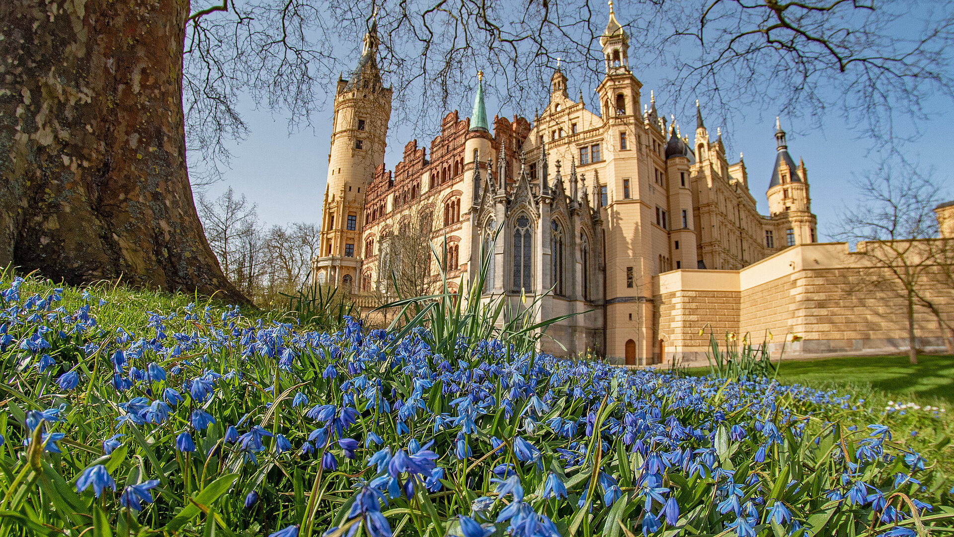 Blick auf das Schweriner Schloss im Frühling, mit blau blühenden Blumen im Vordergrund, einem großen Baumstamm links und der Schlossfassade mit Türmen und Fenstern im Hintergrund.