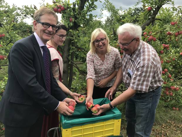 Beginn der Apfelsaison in der Boddinost GmbH & Co. KG